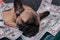 French bulldog puppy sweet sleeping amoung a lot of cash dollars