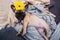 French bulldog puppy sweet sleeping on sofa with a yellow flower on a head