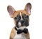 French bulldog puppy wearing a bow tie