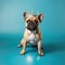 French Bulldog puppy wearing golden king crown on his head, in center of blue square background. Royal breed, king dog.
