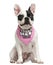 French Bulldog puppy wearing a pink bandana sitting