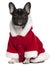 French bulldog puppy wearing Santa outfit