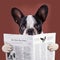 French bulldog reading newspaper