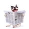 French bulldog reading newspaper