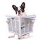 French bulldog reading newspaper