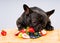 French bulldog ready to eat fresh fruits , vegetables