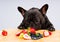 French bulldog ready to eat fresh fruits , vegetables