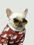 French bulldog in red cartoon pattern clothes and sunglasses, funny image, clean background