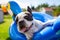 French bulldog resting on an inflatable wheel at the garden