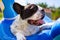 French bulldog resting on an inflatable wheel at the pool