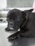 French Bulldog Resting On Table In Clinic