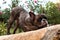 French bulldog resting on a wall in a funny position