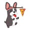 french bulldog is running chasing pizza