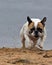 French Bulldog running at full speed