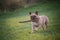 French bulldog running in the green field with a stick in his mouth. Beefy-looking dog with muscular physique. Portrait
