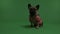 French Bulldog running on a green screen and smelling something on the floor