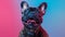 French Bulldog\\\'s joyful expression on colorful backdrop