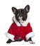 French bulldog in Santa coat, 3 years old