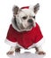 French bulldog in Santa coat, 3 years old