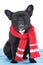 French bulldog with scarf