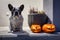 French Bulldog with the scary Halloween pumpkins as decoration on the front steps