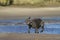 French bulldog shakes herself after she has come out of the water