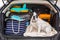 French bulldog sit in the car trunk with luggage ready to go for vacations