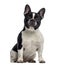 French Bulldog sitting (11 months old)