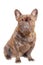 French bulldog is sitting. Dog french bulldog portrait isolate on white. Animal, pet