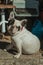 French Bulldog sitting in front of antique shop