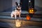 French bulldog sitting at house door with pumpkin lanterns and witch halloween hat