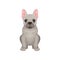 French bulldog sitting isolated on white background. Dog with smooth gray coat, pink ears and shiny eyes. Flat vector