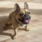 French bulldog sitting and panting on the floor.