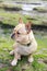 French Bulldog sitting in rocky coastline covered with algae.