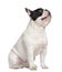 French bulldog sitting on table and looking up