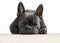 French bulldog sleeping