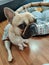 French bulldog sleeping. Cute brown short-haired young French bulldog lounging on the floor.