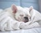 French bulldog sleeping on white sheets is a dream.