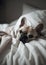 French Bulldog Sleeping on White Sheets. Generative AI