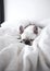 French Bulldog Sleeping on White Sheets. Generative AI