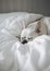 French Bulldog Sleeping on White Sheets. Generative AI