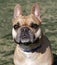 French Bulldog smiling for the camera