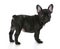 French bulldog standing