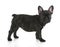 French bulldog standing