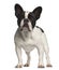 French Bulldog standing