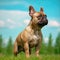 French Bulldog standing on the green meadow in summer. French Bulldog dog standing on the grass with summer landscape in the