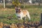 French Bulldog stands in a field of lush, brown soil, with lush green trees in the background