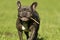 French bulldog with a stick in his mouth running over a green meadow