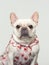 French bulldog in a strawberry patterned dress, funny image, clean background