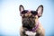 French bulldog with sunglasses